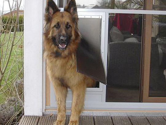 Hundeklappe in Holztür